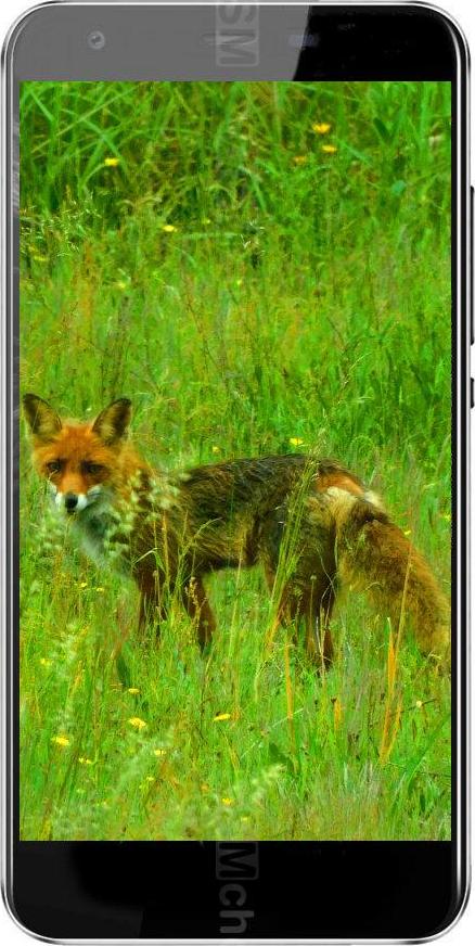 Black Fox B3 Fox+ Black Fox B3 Fox+