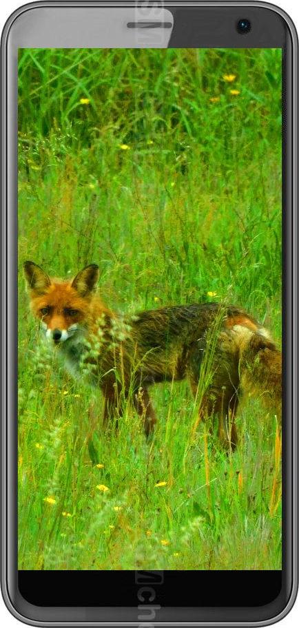 Black Fox B4 Mini NFC