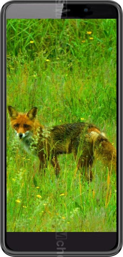 Black Fox B6 Fox Black Fox B6 Fox