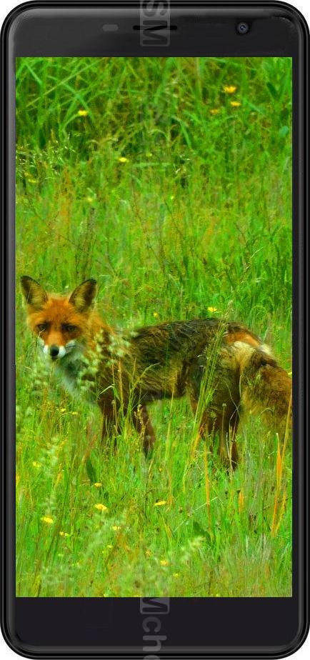 Black Fox B7 Black Fox B7