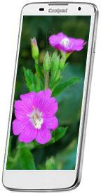 Получаем root Coolpad 8198T, Получаем root Coolpad 8198T