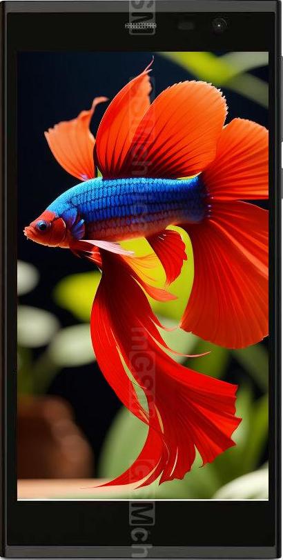 Intex Aqua Fish