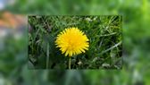 Sample photos using the Popout window