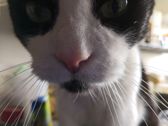 Sample photos from the main camera