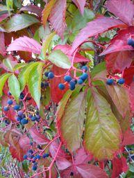 Fotos, die mit dem Huawei Ascend G6 gemacht wurden