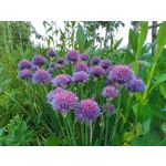 Фотографии пользователя Alcatel 3L 2020