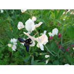 Фотографии пользователя Alcatel 3L 2020