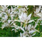 Фотографии пользователя Alcatel 3L 2020