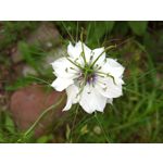 Фотографии пользователя Alcatel 3L 2020