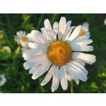 Фотографии пользователя Alcatel 3L 2020