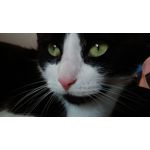 Фотографии пользователя Alcatel One Touch Go Play
