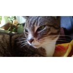 Фотографии пользователя Alcatel One Touch Go Play