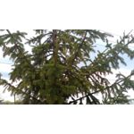 Фотографии пользователя Alcatel One Touch Go Play