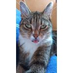 FOTO'S VAN DEZE TELEFOON