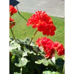 Selbst von Nutzern gemachte Bilder Alcatel One Touch Idol 3 4.7