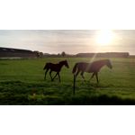 PICTURES FROM THIS PHONE