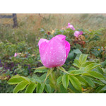 FOTO FATTE CON QUESTO TELEFONO