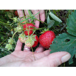 FOTO FATTE CON QUESTO TELEFONO