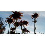 Foto dei utenti Allview A9 Plus