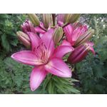 Foto dei utenti Allview A9 Plus