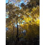 IMAGENS DESTE TELEFONE