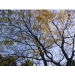 IMAGENS DESTE TELEFONE