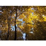 IMAGENS DESTE TELEFONE