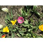 Foto dei utenti Apple iPad mini 4 WiFi