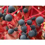 來自這款手機的圖片