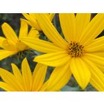 來自這款手機的圖片