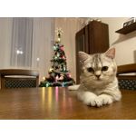 Selbst von Nutzern gemachte Bilder Apple iPhone 11