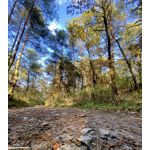 Selbst von Nutzern gemachte Bilder Apple iPhone 11