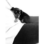 Selbst von Nutzern gemachte Bilder Apple iPhone 11