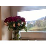 Selbst von Nutzern gemachte Bilder Apple iPhone 11