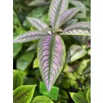 Selbst von Nutzern gemachte Bilder Apple iPhone 11