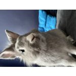 FOTO'S VAN DEZE TELEFOON