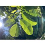 PICTURES FROM THIS PHONE