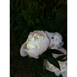 來自這款手機的圖片