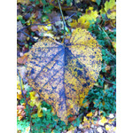 來自這款手機的圖片