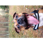 來自這款手機的圖片