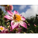 来自这款手机的图片