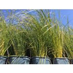 Imágenes de los usuarios Apple iPhone 6