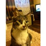 Imágenes de los usuarios Apple iPhone 6