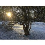 PICTURES FROM THIS PHONE