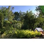 Imágenes de los usuarios Apple iPhone 6