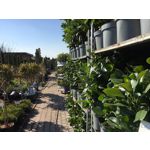 Imágenes de los usuarios Apple iPhone 6