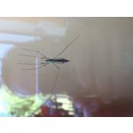 Imágenes de los usuarios Apple iPhone 6