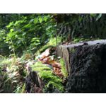 FOTO FATTE CON QUESTO TELEFONO