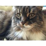 FOTO FATTE CON QUESTO TELEFONO