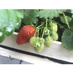 Imágenes de los usuarios Apple iPhone 7 Plus